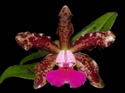 cattleya_leopoldiixPeckhaviensis_cd