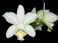 cattleya_loddigesii_alba_ws_cd