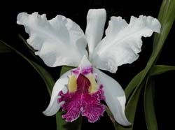 cattleya_lueddemaniana_semialba2