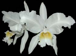 cattleya_lueddemanniana_alba2_cd