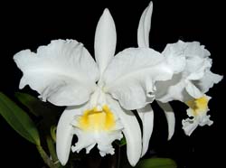 cattleya_lueddemanniana_alba_ws_cd