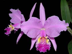 cattleya_lueddemanniana_albrecht_ws_cd