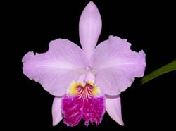 cattleya_lueddemanniana_coeruleaxalba_cd