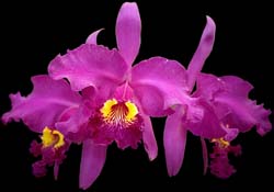 cattleya_lueddemanniana_morada_cd