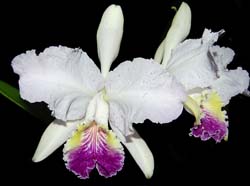 cattleya_lueddemanniana_semialba_ws_cd