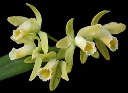 cattleya_luteola_brasil_cd