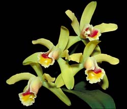 cattleya_luteola_cd