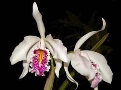 cattleya_maxima_semialba_cd