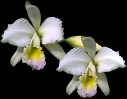 cattleya_mendelii_delicata_cd