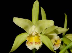 cattleya_mooreana_ws_cd