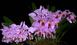 cattleya_mossiae_cd