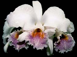 cattleya_mossiae_coerulescens