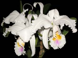 cattleya_mossiae_semialba3_cd