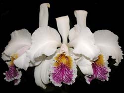 cattleya_mossiae_semialba4_cd