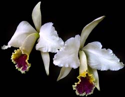 cattleya_mossiae_semialba_cd