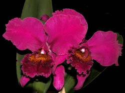 cattleya_mossiae_willowbrook_cd