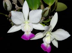 cattleya_nobilior_semialba_ws_cd