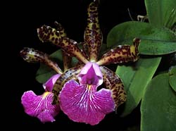 cattleya_peckhaviensis_cd