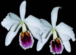 cattleya_percivalliana_carache_cd