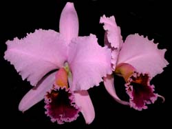 cattleya_percivalliana_centroremo2_cd