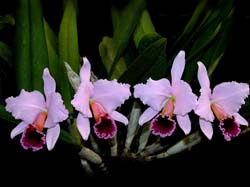 cattleya_percivalliana_centroremo_cd