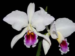 cattleya_percivalliana_semialba3_cd