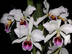 cattleya_percivalliana_semialba_cd