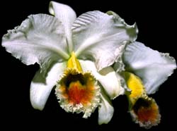 cattleya_percivalliana_semialba_ocre_cd