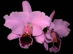 cattleya_percivalliana_summit_cd