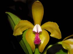 cattleya_porphyroglossa_ws_cd