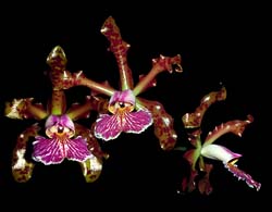 cattleya_schilleriana_cd