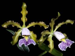 cattleya_schilleriana_coerulea_cd