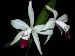 cattleya_schilleriana_piva_cd