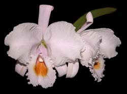 cattleya_schroederae3_cd