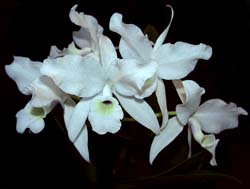 cattleya_skinneri_alba_cd