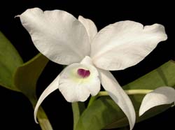 cattleya_skinneri_albaoculata_cd