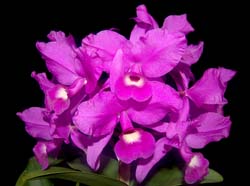 cattleya_skinneri_ws_cd