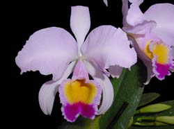 cattleya_trianae_ec_ek