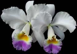 cattleya_trianae_sa