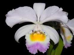 cattleya_trianaei_pinkgem_ws_cd