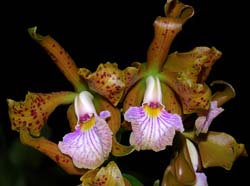 cattleya_velutina_MG_cd