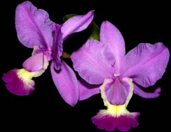 cattleya_walkeriana2_cd