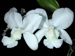 cattleya_walkeriana_alba_cd