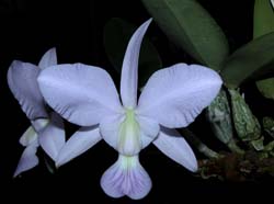 cattleya_walkeriana_coerulea3_cd