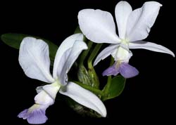 cattleya_walkeriana_coerulea_cd