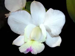 cattleya_walkeriana_semialba2_cd