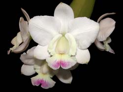 cattleya_walkeriana_semialba_cd