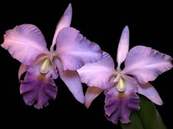 cattleya_walkerianaxmossiae_cd