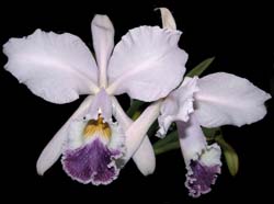 cattleya_warneri_coerulea2_cd