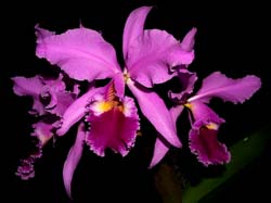 cattleya_warszewiczii_2_cd